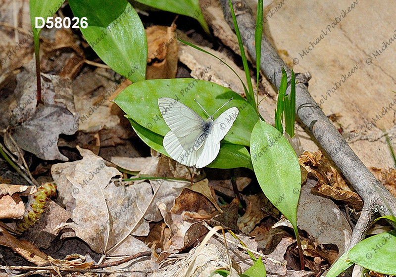 Mustard White (Pieris oleracea)